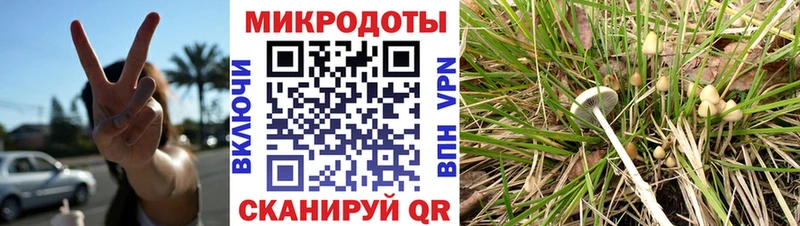 Галлюциногенные грибы Psilocybe Можга
